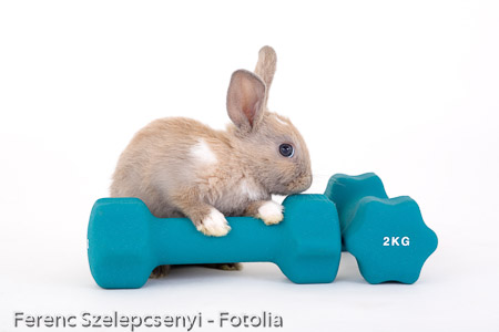 brown bunny and a weight